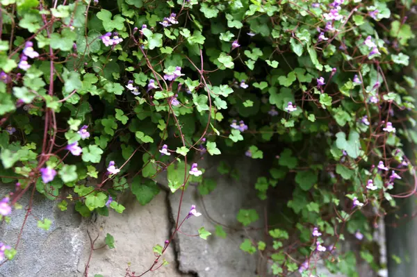 Doğal bir taş duvarda büyüyen Cymbalaria duvar resmi, yaygın olarak kullanılan isimleri de Kolezyum Sarmaşığı, Pennywort, Kenilworth Sarmaşığı veya Zimbelkraut 'tur.