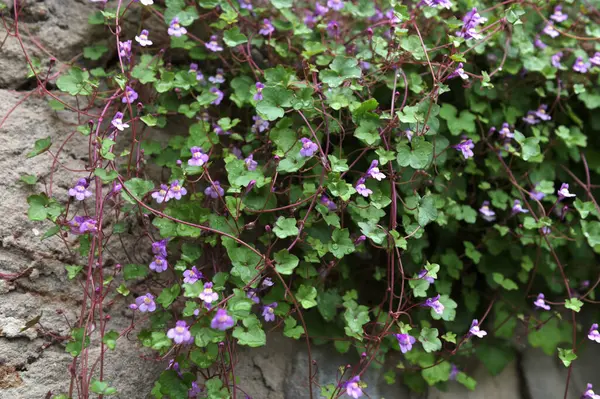 Doğal bir taş duvarda büyüyen Cymbalaria duvar resmi, yaygın olarak kullanılan isimleri de Kolezyum Sarmaşığı, Pennywort, Kenilworth Sarmaşığı veya Zimbelkraut 'tur.