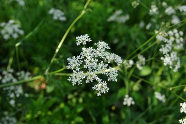 Anthriscus Sylvestris çayırda yetişiyor. Kupyr bir yaz gününde, yakın plan, yan görüş. Beyaz Anthriscus Sylvestris çiçekleri yeşil bir çayırın arka planında.