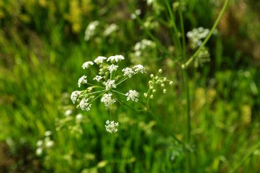 Anthriscus Sylvestris çayırda yetişiyor. Kupyr bir yaz gününde, yakın plan, yan görüş. Beyaz Anthriscus Sylvestris çiçekleri yeşil bir çayırın arka planında.