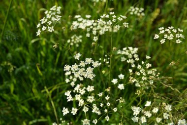 Anthriscus Sylvestris çayırda yetişiyor. Kupyr bir yaz gününde, yakın plan, yan görüş. Beyaz Anthriscus Sylvestris çiçekleri yeşil bir çayırın arka planında.