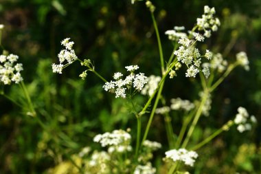 Anthriscus Sylvestris çayırda yetişiyor. Kupyr bir yaz gününde, yakın plan, yan görüş. Beyaz Anthriscus Sylvestris çiçekleri yeşil bir çayırın arka planında.