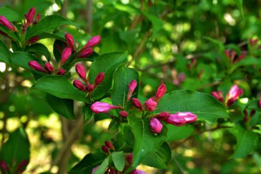 Çiçek açan Weigela Florida. Bahçede çiçek açan kırmızı Weigela çalısı..