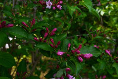 Çiçek açan Weigela Florida. Bahçede çiçek açan kırmızı Weigela çalısı..