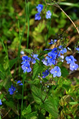 Germander Speedwell 'in (Veronica chamaedrys) mavi çiçekleri vahşi doğada yetişir. Mavi ve mor Alman Speedwell çiçeklerinden oluşan bir çayır.