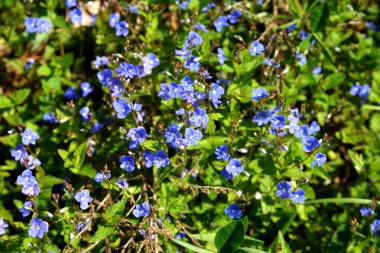 Germander Speedwell 'in (Veronica chamaedrys) mavi çiçekleri vahşi doğada yetişir. Mavi ve mor Alman Speedwell çiçeklerinden oluşan bir çayır.
