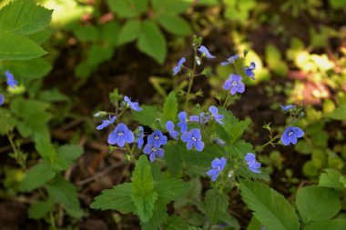 Germander Speedwell 'in (Veronica chamaedrys) mavi çiçekleri vahşi doğada yetişir. Mavi ve mor Alman Speedwell çiçeklerinden oluşan bir çayır.