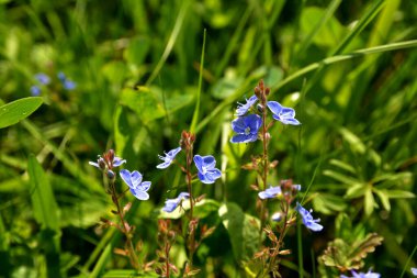 Germander Speedwell 'in (Veronica chamaedrys) mavi çiçekleri vahşi doğada yetişir. Mavi ve mor Alman Speedwell çiçeklerinden oluşan bir çayır.