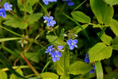 Germander Speedwell 'in (Veronica chamaedrys) mavi çiçekleri vahşi doğada yetişir. Mavi ve mor Alman Speedwell çiçeklerinden oluşan bir çayır.