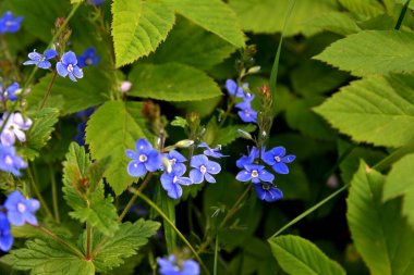 Germander Speedwell 'in (Veronica chamaedrys) mavi çiçekleri vahşi doğada yetişir. Mavi ve mor Alman Speedwell çiçeklerinden oluşan bir çayır.