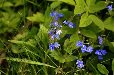 Germander Speedwell 'in (Veronica chamaedrys) mavi çiçekleri vahşi doğada yetişir. Mavi ve mor Alman Speedwell çiçeklerinden oluşan bir çayır.