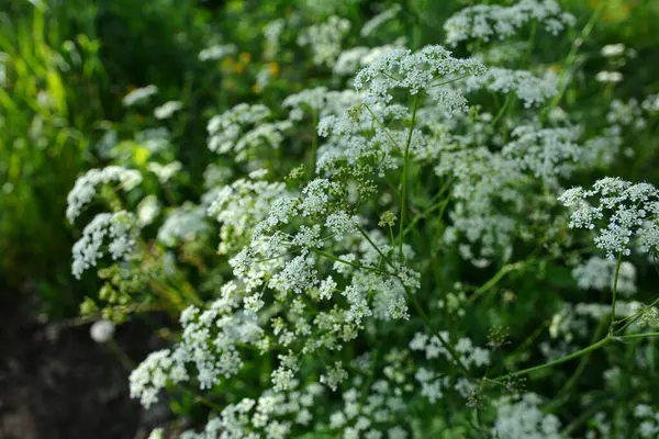 Anthriscus Sylvestris çayırda yetişiyor. Kupyr bir yaz gününde, yakın plan, yan görüş. Beyaz Anthriscus Sylvestris çiçekleri yeşil bir çayırın arka planında.