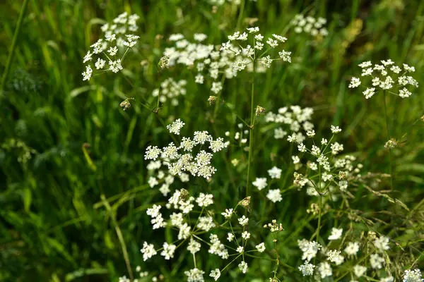 Anthriscus Sylvestris çayırda yetişiyor. Kupyr bir yaz gününde, yakın plan, yan görüş. Beyaz Anthriscus Sylvestris çiçekleri yeşil bir çayırın arka planında.