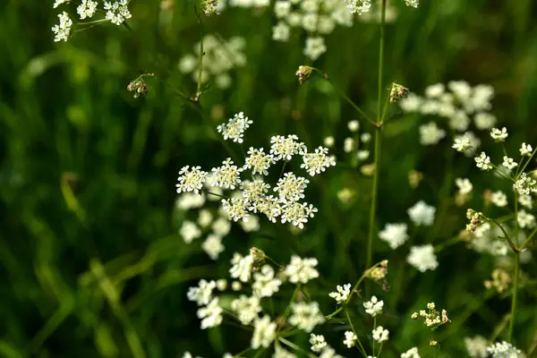 Anthriscus Sylvestris çayırda yetişiyor. Kupyr bir yaz gününde, yakın plan, yan görüş. Beyaz Anthriscus Sylvestris çiçekleri yeşil bir çayırın arka planında.