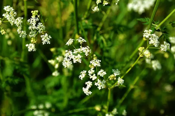 Anthriscus Sylvestris çayırda yetişiyor. Kupyr bir yaz gününde, yakın plan, yan görüş. Beyaz Anthriscus Sylvestris çiçekleri yeşil bir çayırın arka planında.