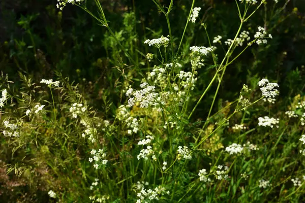 Anthriscus Sylvestris çayırda yetişiyor. Kupyr bir yaz gününde, yakın plan, yan görüş. Beyaz Anthriscus Sylvestris çiçekleri yeşil bir çayırın arka planında.
