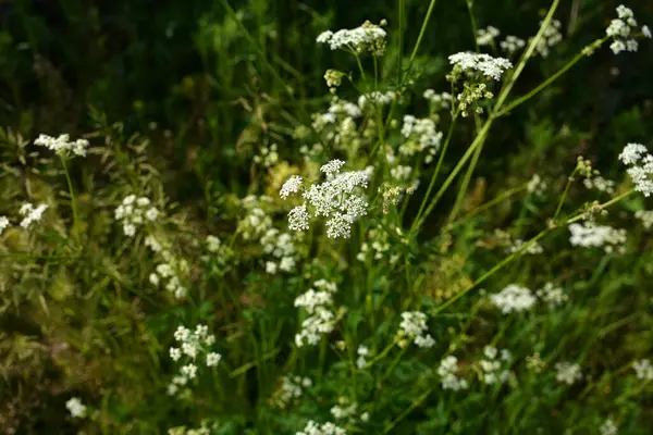 Anthriscus Sylvestris çayırda yetişiyor. Kupyr bir yaz gününde, yakın plan, yan görüş. Beyaz Anthriscus Sylvestris çiçekleri yeşil bir çayırın arka planında.