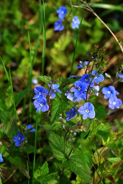 Germander Speedwell 'in (Veronica chamaedrys) mavi çiçekleri vahşi doğada yetişir. Mavi ve mor Alman Speedwell çiçeklerinden oluşan bir çayır.