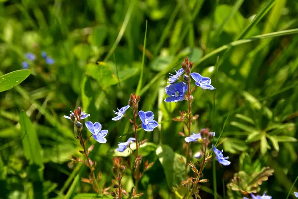Germander Speedwell 'in (Veronica chamaedrys) mavi çiçekleri vahşi doğada yetişir. Mavi ve mor Alman Speedwell çiçeklerinden oluşan bir çayır.