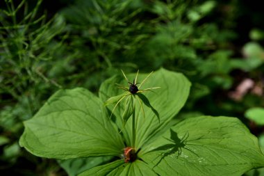 Zehirli bitkinin dört yapraklı Kuzgun gözü (lat. Paris Quadrifolia) .Bitki yığını Paris gerçek aşıklar doğada düğümleniyor.