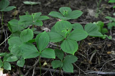 Zehirli bitkinin dört yapraklı Kuzgun gözü (lat. Paris Quadrifolia) .Bitki yığını Paris gerçek aşıklar doğada düğümleniyor.