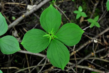 Zehirli bitkinin dört yapraklı Kuzgun gözü (lat. Paris Quadrifolia) .Bitki yığını Paris gerçek aşıklar doğada düğümleniyor.