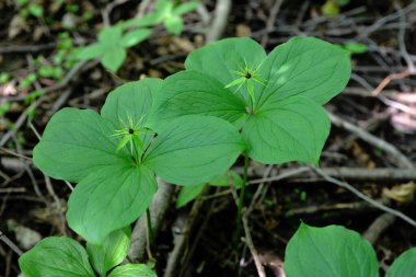Zehirli bitkinin dört yapraklı Kuzgun gözü (lat. Paris Quadrifolia) .Bitki yığını Paris gerçek aşıklar doğada düğümleniyor.
