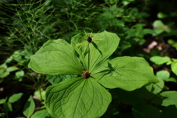 Zehirli bitkinin dört yapraklı Kuzgun gözü (lat. Paris Quadrifolia) .Bitki yığını Paris gerçek aşıklar doğada düğümleniyor.
