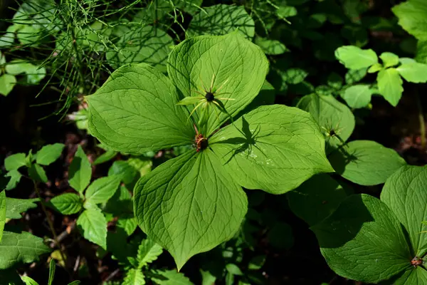 Zehirli bitkinin dört yapraklı Kuzgun gözü (lat. Paris Quadrifolia) .Bitki yığını Paris gerçek aşıklar doğada düğümleniyor.
