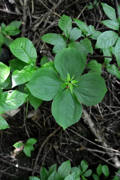 Zehirli bitkinin dört yapraklı Kuzgun gözü (lat. Paris Quadrifolia) .Bitki yığını Paris gerçek aşıklar doğada düğümleniyor.