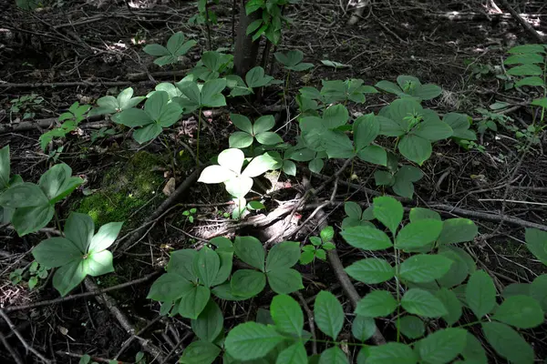 Zehirli bitkinin dört yapraklı Kuzgun gözü (lat. Paris Quadrifolia) .Bitki yığını Paris gerçek aşıklar doğada düğümleniyor.