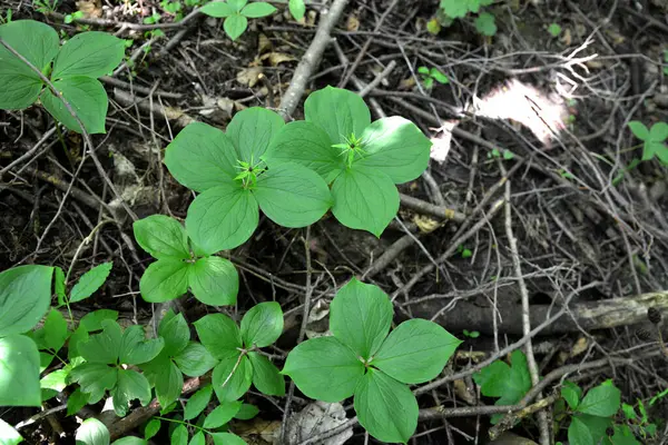 Zehirli bitkinin dört yapraklı Kuzgun gözü (lat. Paris Quadrifolia) .Bitki yığını Paris gerçek aşıklar doğada düğümleniyor.