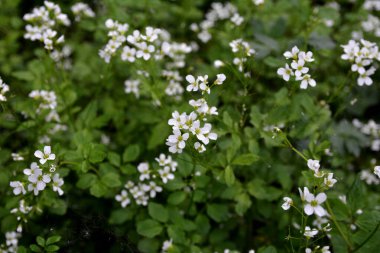Cardamine amara, Brassicaceae familyasından bir bitki türüdür. Cardamine amara ya da vahşi doğada büyük acı tereler..