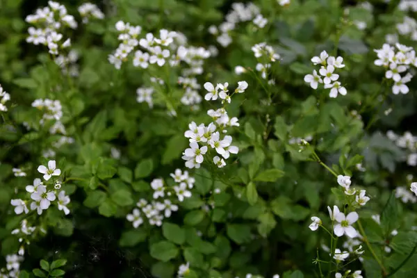 Cardamine amara, Brassicaceae familyasından bir bitki türüdür. Cardamine amara ya da vahşi doğada büyük acı tereler..