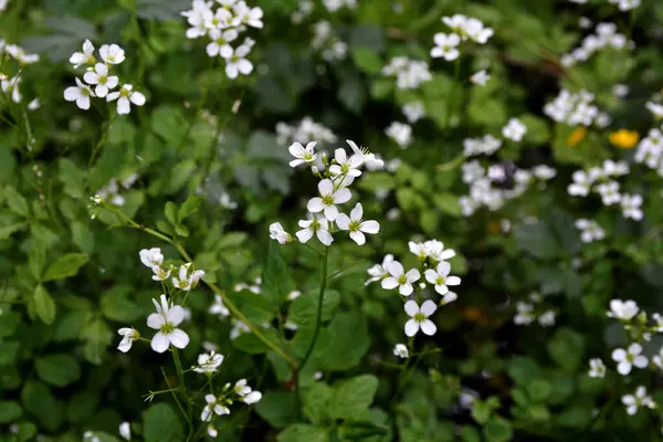 Cardamine amara, Brassicaceae familyasından bir bitki türüdür. Cardamine amara ya da vahşi doğada büyük acı tereler..