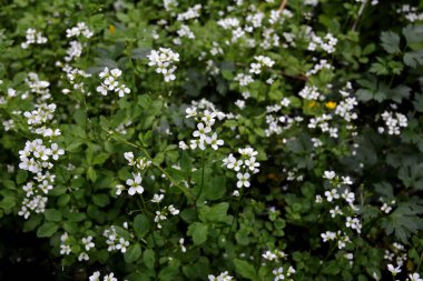 Cardamine amara, Brassicaceae familyasından bir bitki türüdür. Cardamine amara ya da vahşi doğada büyük acı tereler..