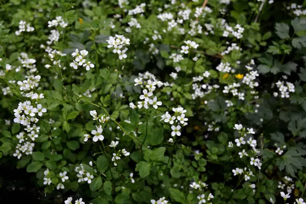 Cardamine amara, Brassicaceae familyasından bir bitki türüdür. Cardamine amara ya da vahşi doğada büyük acı tereler..