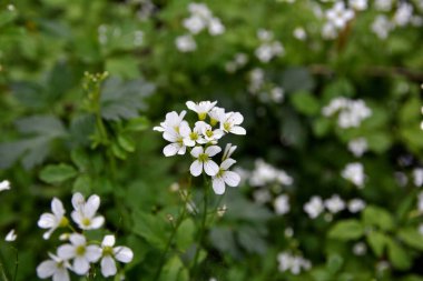 Cardamine amara, Brassicaceae familyasından bir bitki türüdür. Cardamine amara ya da vahşi doğada büyük acı tereler..