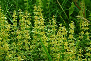 Vahşi bitki Cruciata glabra ilkbaharda ormanda yetişir. Cruciata glabra, Rubiaceae ailesine aittir..
