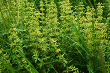 Vahşi bitki Cruciata glabra ilkbaharda ormanda yetişir. Cruciata glabra, Rubiaceae ailesine aittir..