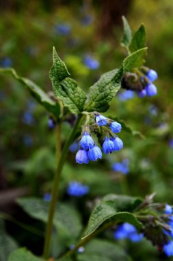 Symphytum Kafkasyumu 'nun güzel mavi çiçekleri, aynı zamanda Kafkas papağanı olarak da bilinir, bahar parkında çiçek açar.