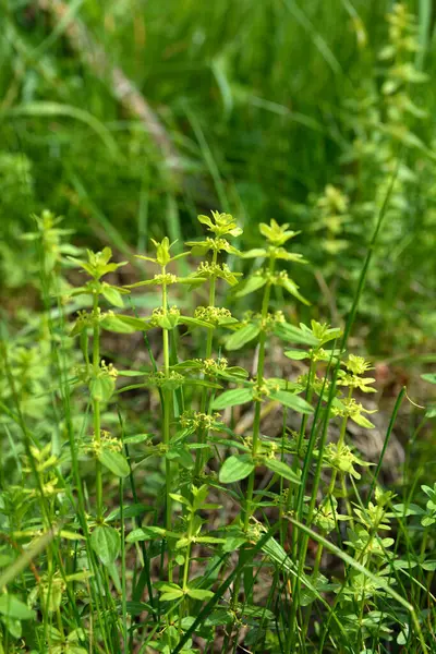 Vahşi bitki Cruciata glabra ilkbaharda ormanda yetişir. Cruciata glabra, Rubiaceae ailesine aittir..