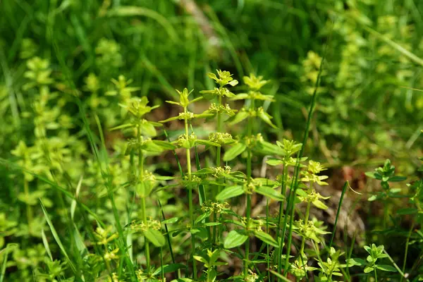 Vahşi bitki Cruciata glabra ilkbaharda ormanda yetişir. Cruciata glabra, Rubiaceae ailesine aittir..