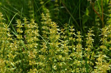 Vahşi bitki Cruciata glabra ilkbaharda ormanda yetişir. Cruciata glabra, Rubiaceae ailesine aittir..