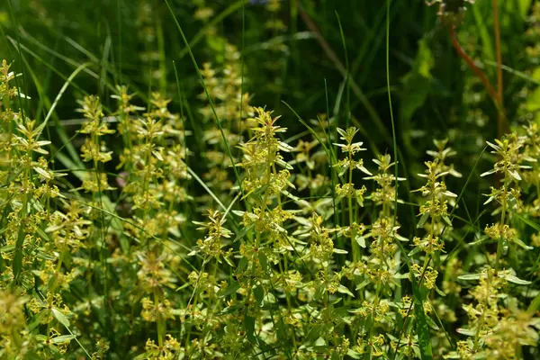 Vahşi bitki Cruciata glabra ilkbaharda ormanda yetişir. Cruciata glabra, Rubiaceae ailesine aittir..