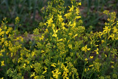 Brassica oleracea var. Viridis, doğal bahçede sarı çiçekler açar. Karalahana, lahana ve brokoli de dahil olmak üzere sebze olarak yetiştirilen, Brassica oleracea familyasından gevşek yapraklı bir tarla kuşudur..