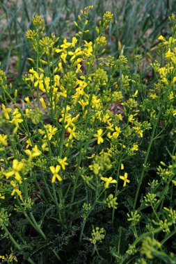 Brassica oleracea var. Viridis, doğal bahçede sarı çiçekler açar. Karalahana, lahana ve brokoli de dahil olmak üzere sebze olarak yetiştirilen, Brassica oleracea familyasından gevşek yapraklı bir tarla kuşudur..