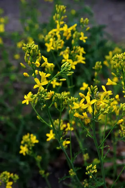 Brassica oleracea var. Viridis, doğal bahçede sarı çiçekler açar. Karalahana, lahana ve brokoli de dahil olmak üzere sebze olarak yetiştirilen, Brassica oleracea familyasından gevşek yapraklı bir tarla kuşudur..