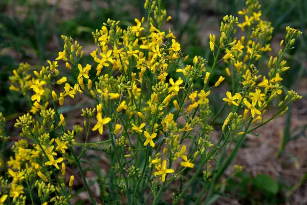 Brassica oleracea var. Viridis, doğal bahçede sarı çiçekler açar. Karalahana, lahana ve brokoli de dahil olmak üzere sebze olarak yetiştirilen, Brassica oleracea familyasından gevşek yapraklı bir tarla kuşudur..