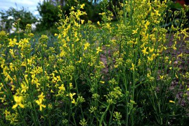 Brassica oleracea var. Viridis, doğal bahçede sarı çiçekler açar. Karalahana, lahana ve brokoli de dahil olmak üzere sebze olarak yetiştirilen, Brassica oleracea familyasından gevşek yapraklı bir tarla kuşudur..
